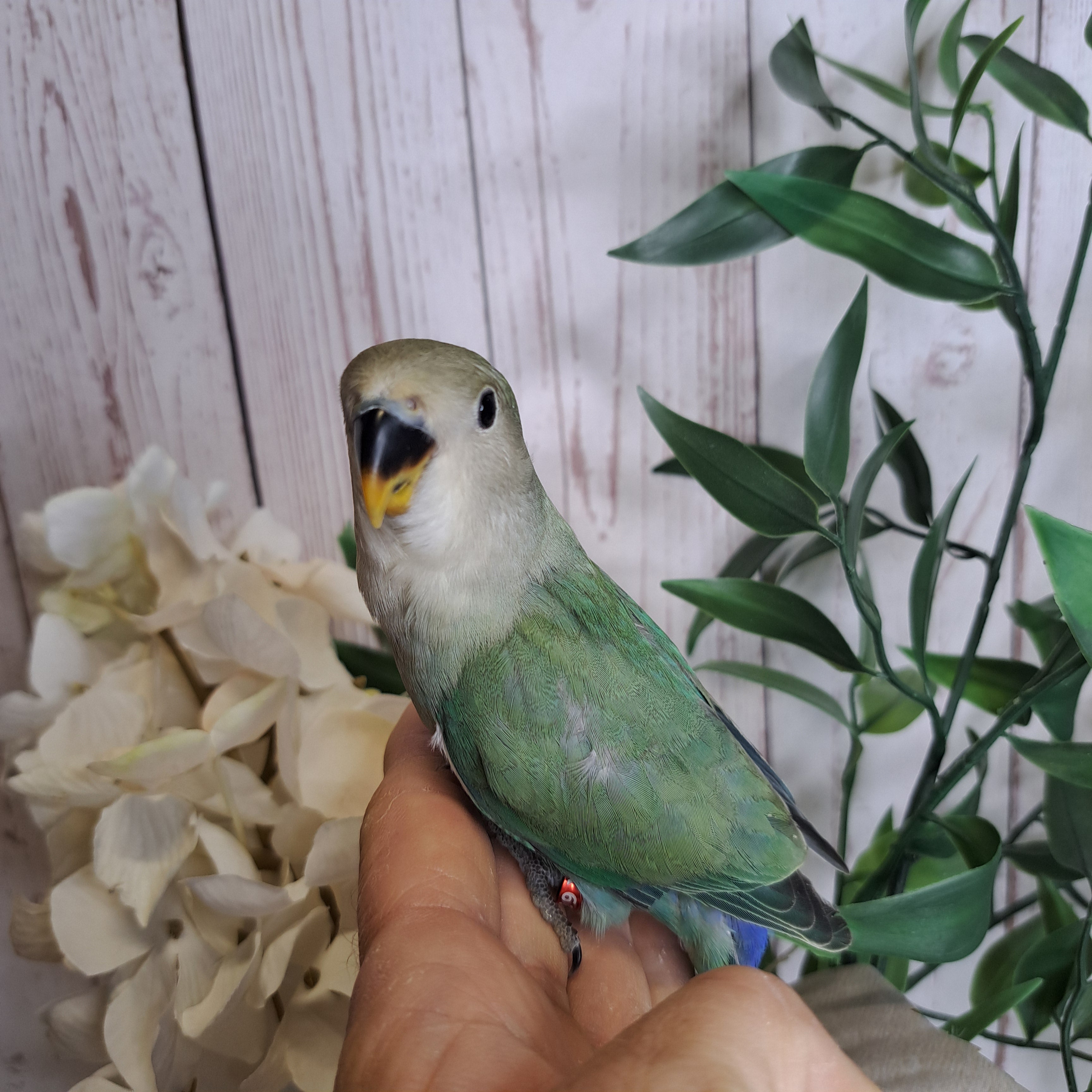 Lovebird- Ring ID: R6151