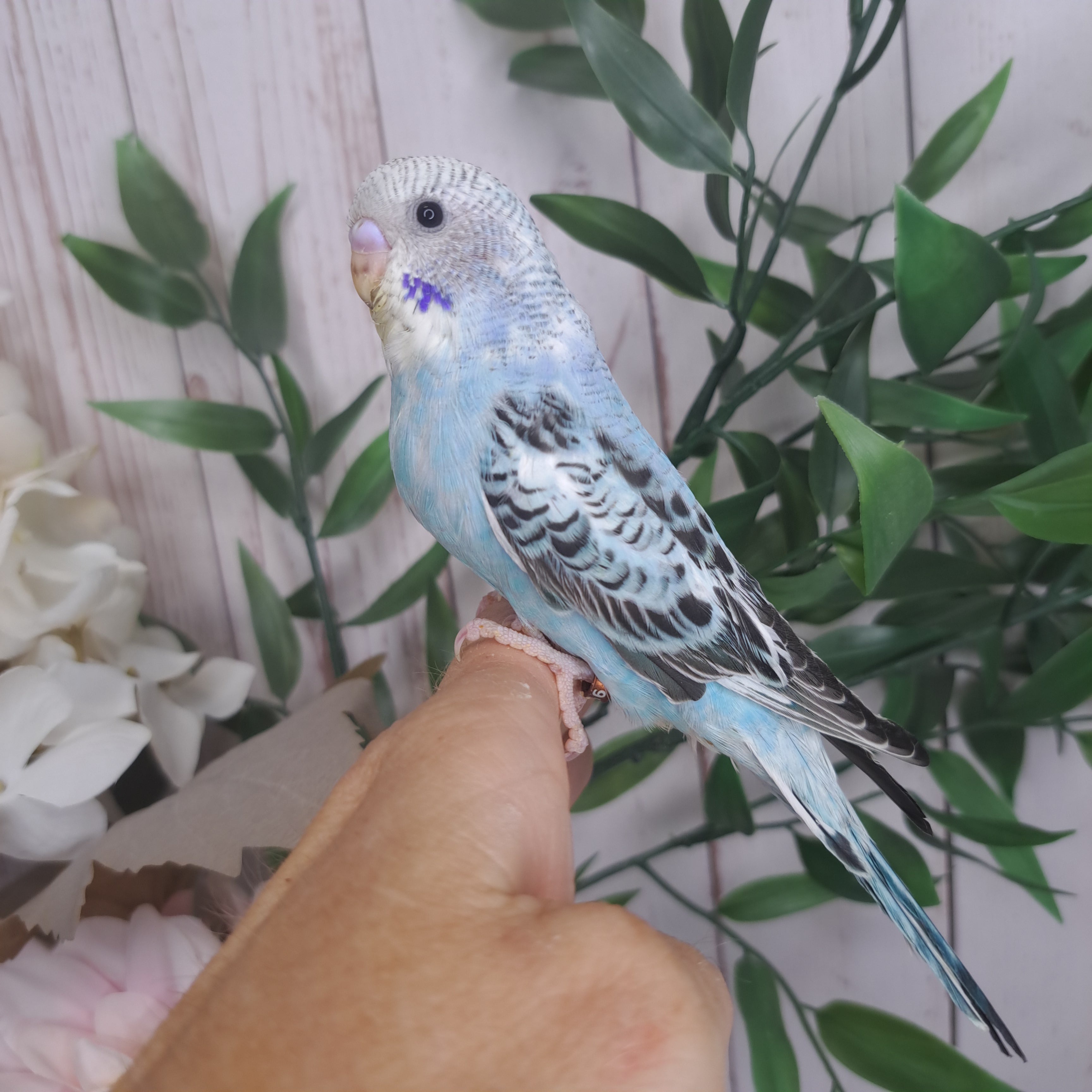 Budgie- Ring ID: Q9585- DEPOSIT TAKEN