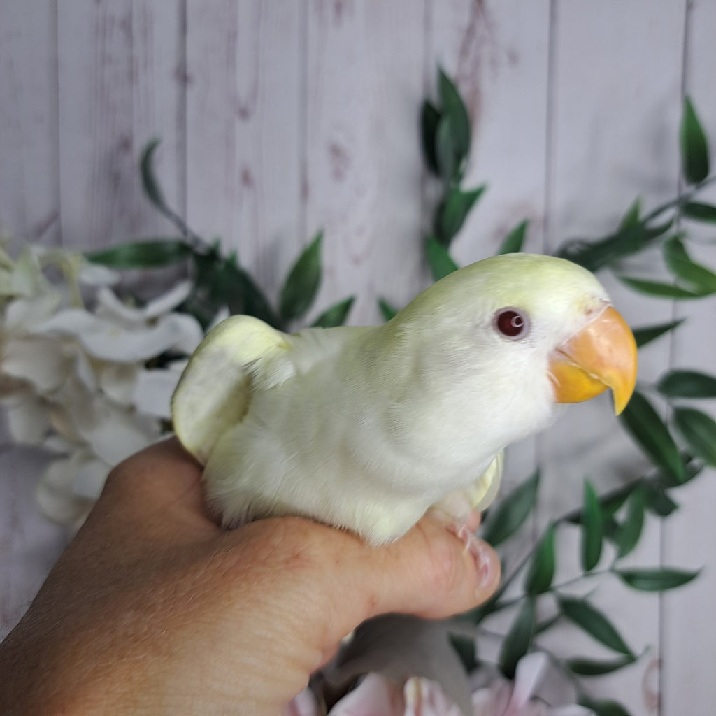 Lovebird- Ring ID: U1299
