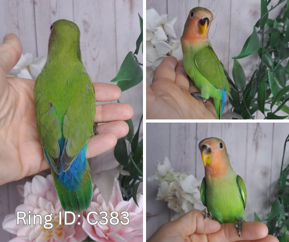 Lovebird- Ring ID: C383