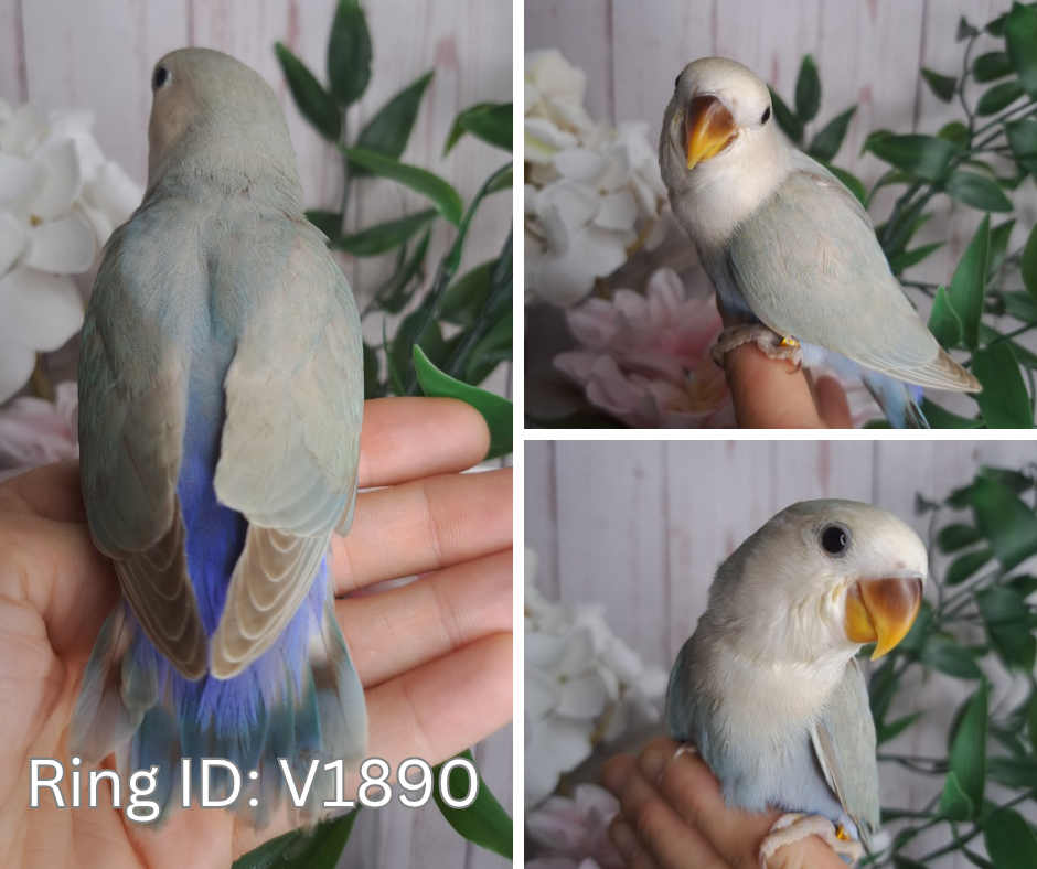 Lovebird- Ring ID: V1890