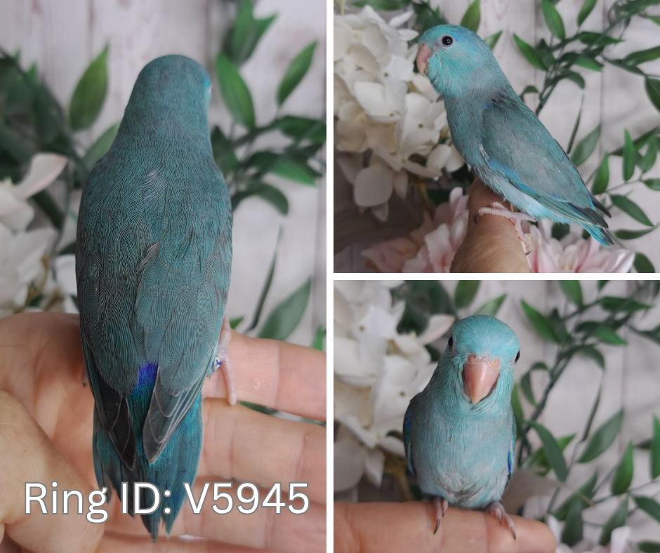 Parrotlet- Ring ID: V5945