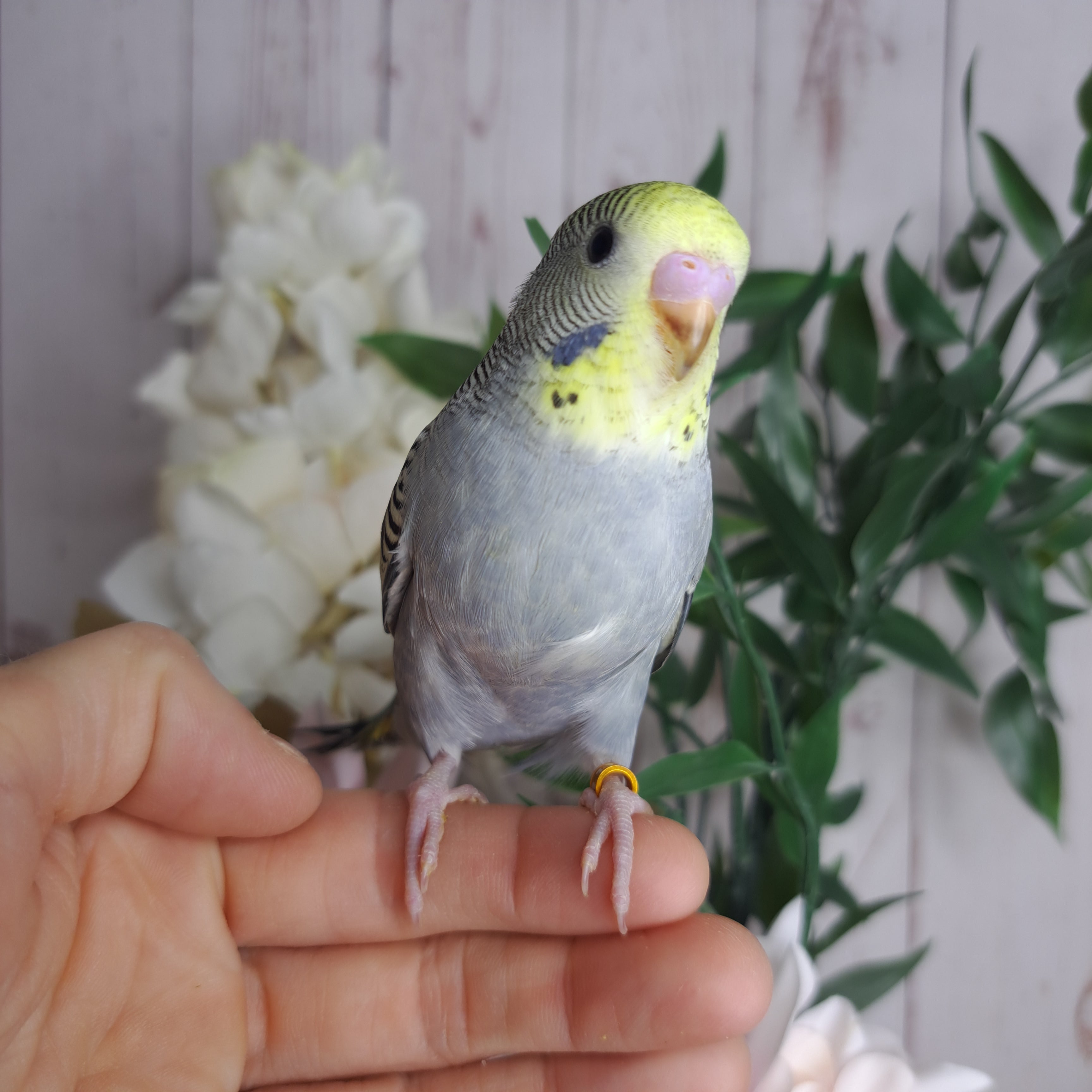 Budgie- Ring ID: R1869