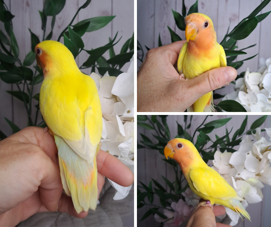 Lovebird- Ring ID: V5640