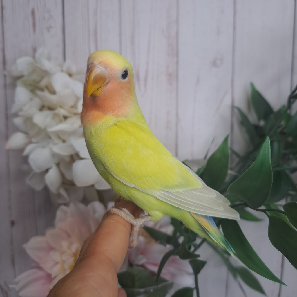 Lovebird- Ring ID: J0318