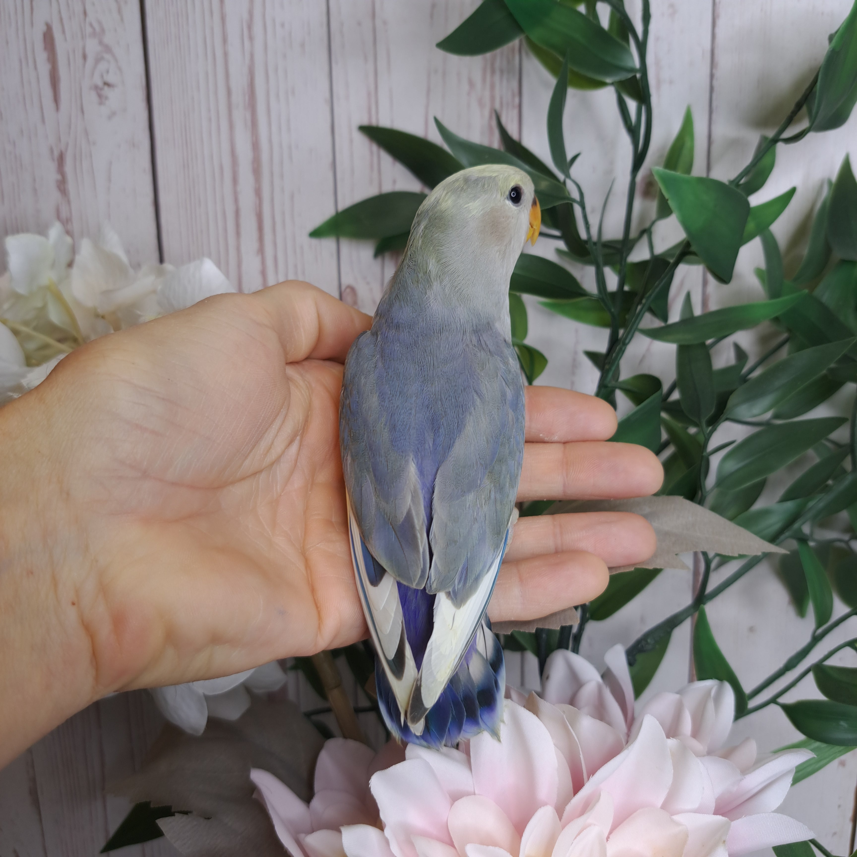 Lovebird- Ring ID: U5029