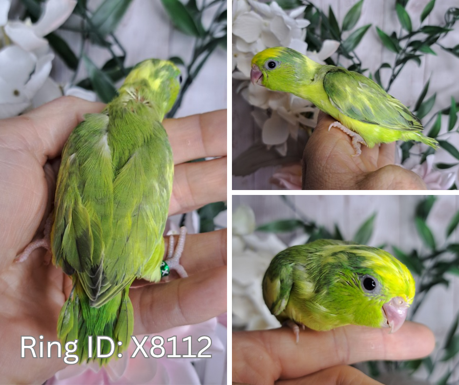 Parrotlet- Ring ID: X8112