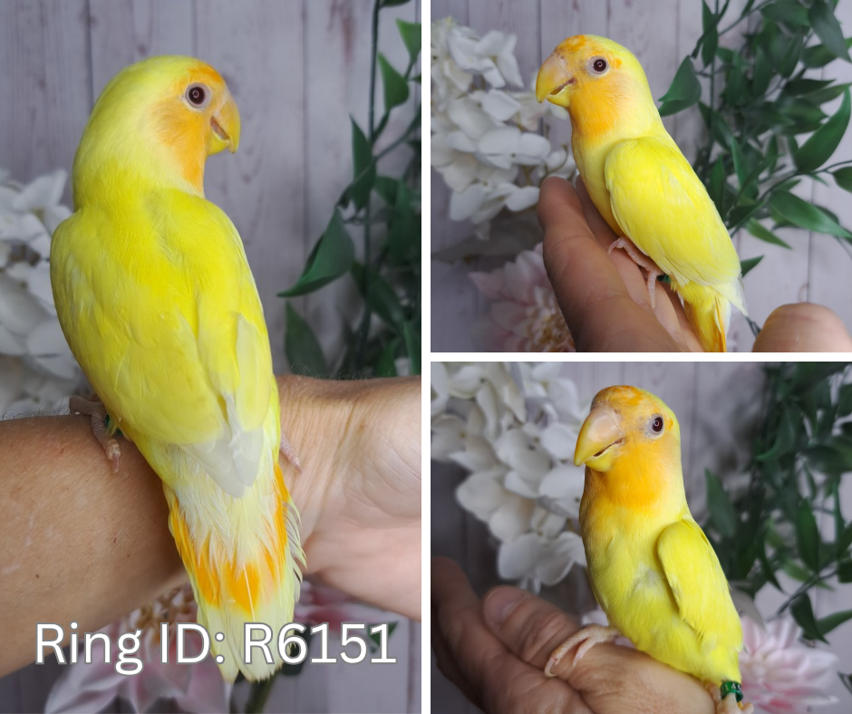 Lovebird- Ring ID: V2149