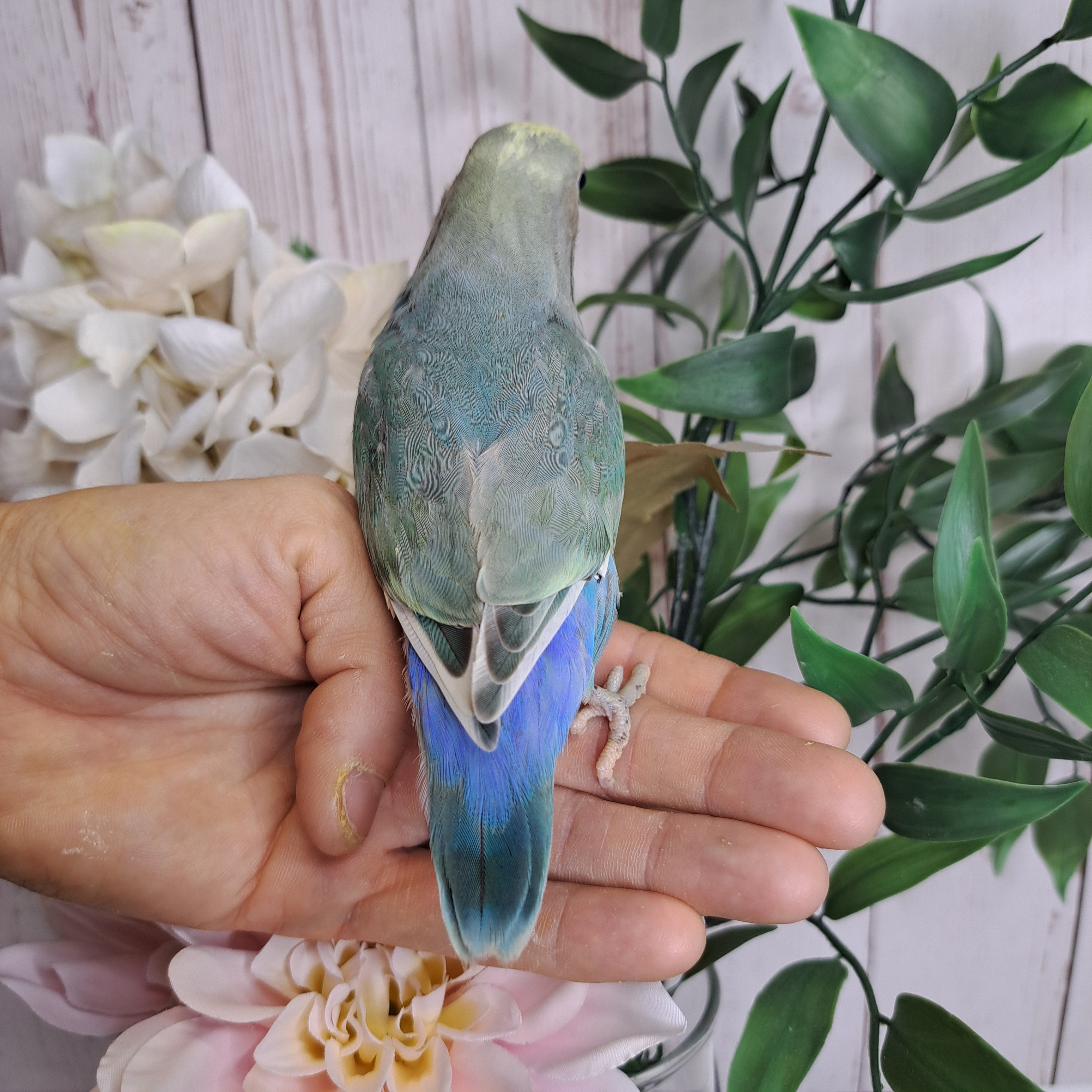 Lovebird- Ring ID: R9119
