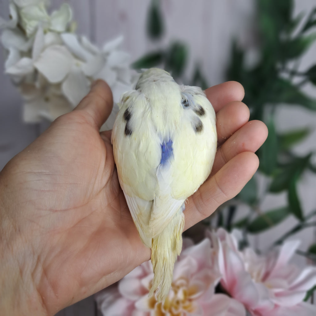 Budgie- Ring ID: N0794 - DEPOSIT TAKEN