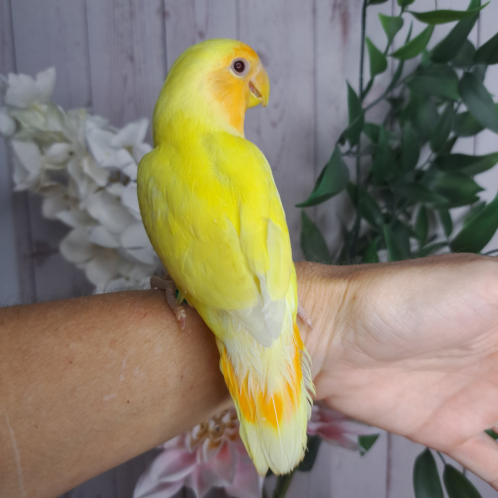 Lovebird- Ring ID: V2149