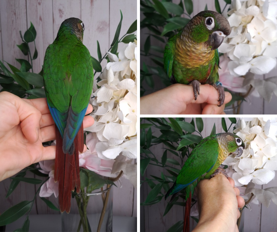 Green Cheek Conure- Ring ID: 337