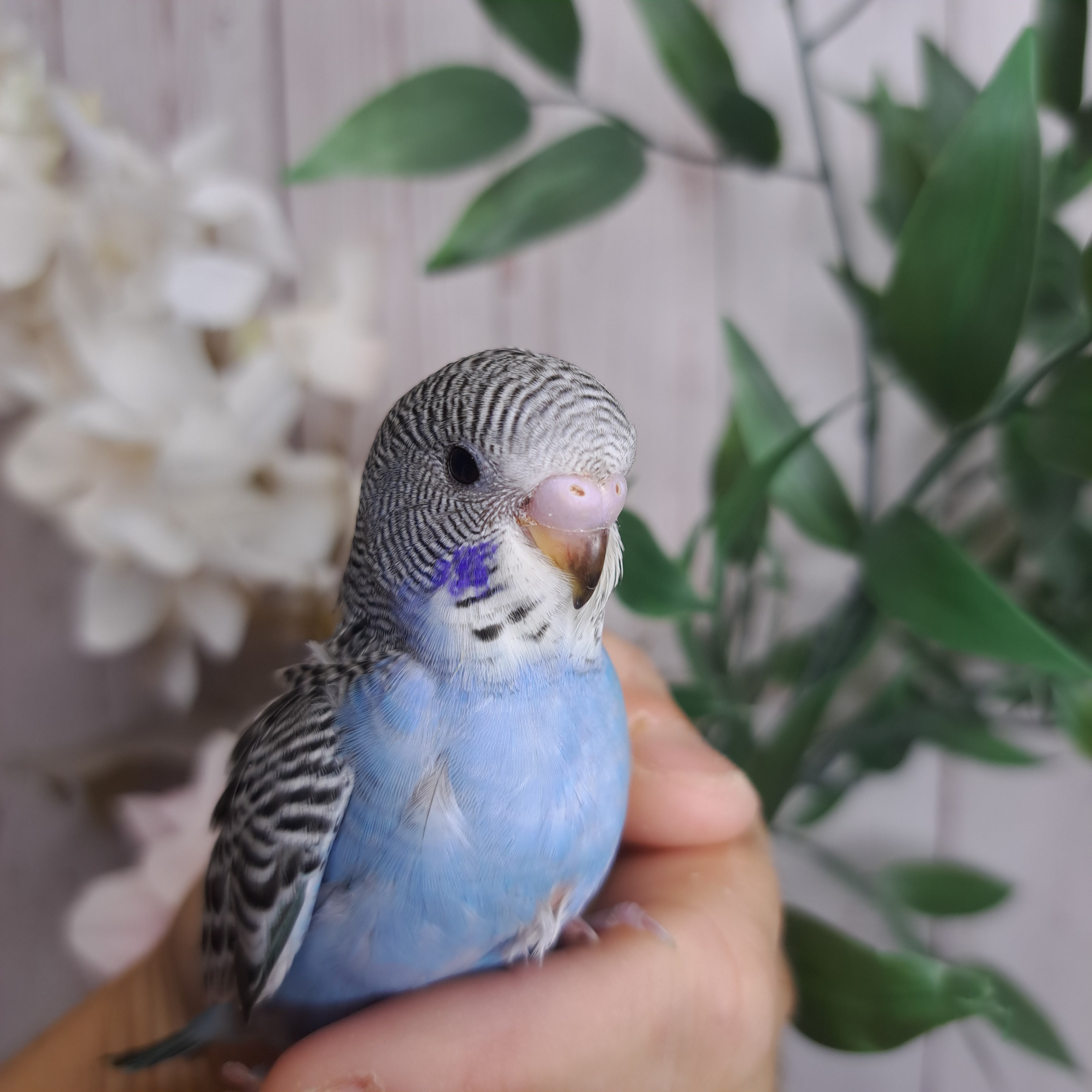 Budgie- Ring ID: P9919- DEPOSIT TAKEN