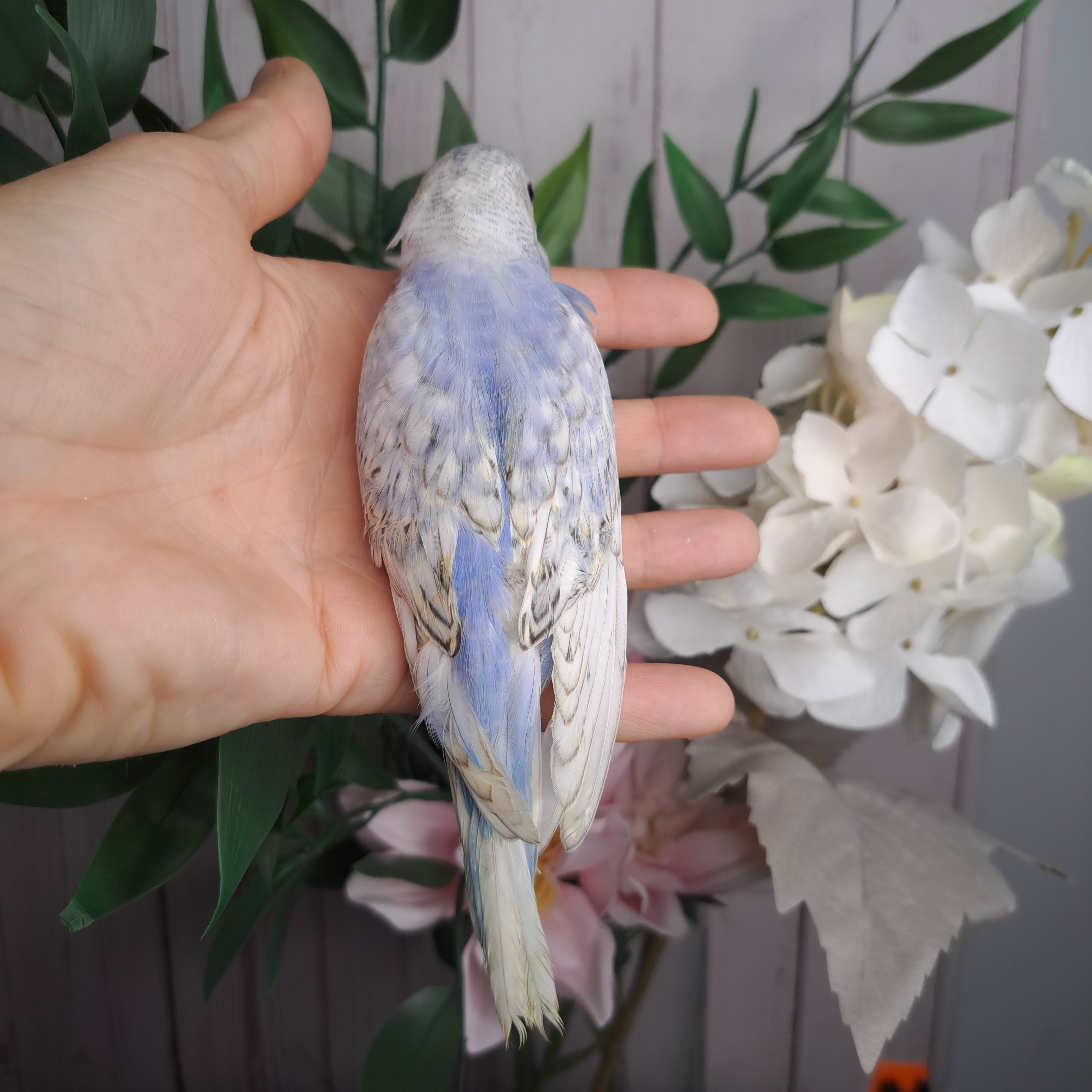 Budgie- Ring ID: G2507