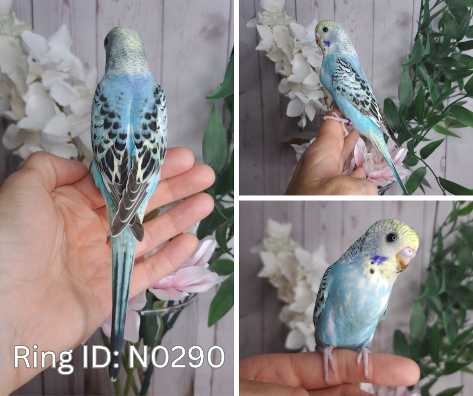 Budgie- Ring ID: N0290