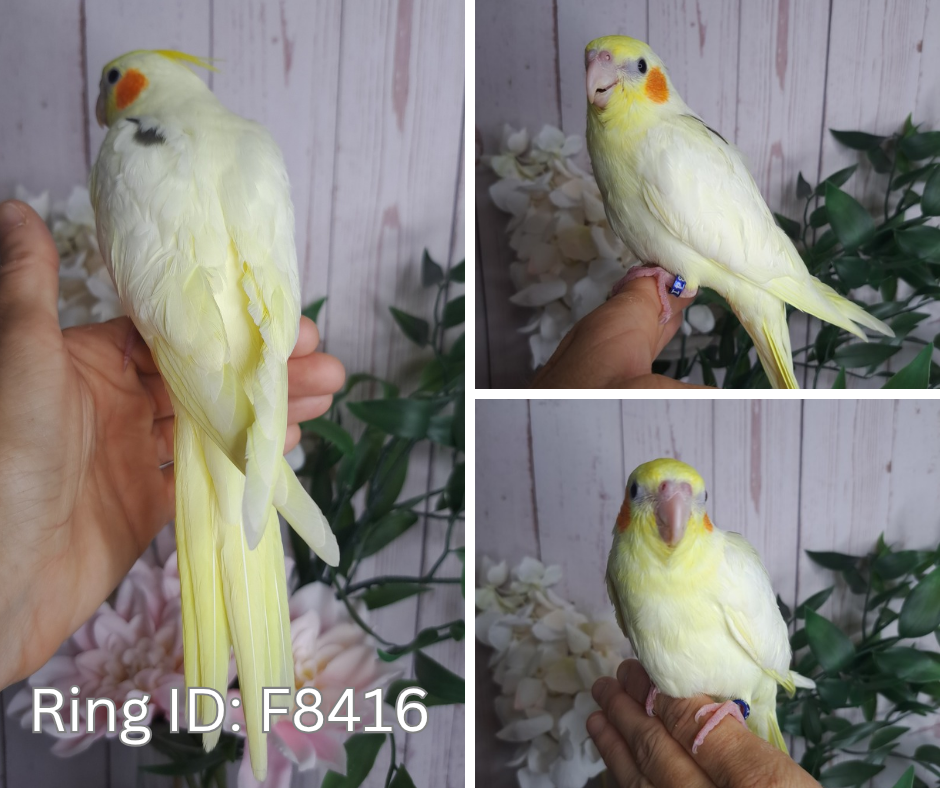 Cockatiel- Ring ID: F8416- DEPOSIT TAKEN