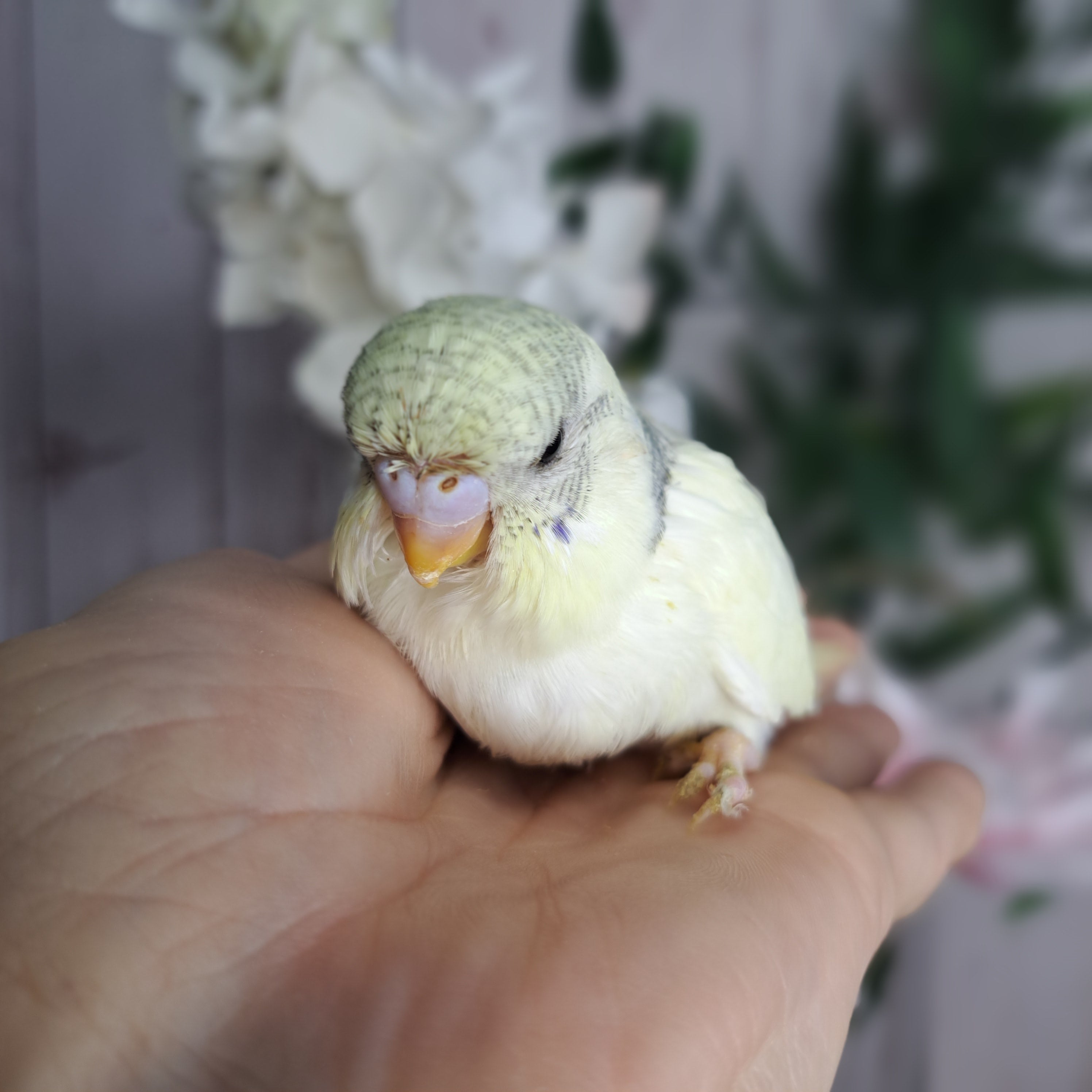 Budgie- Ring ID: N0794 - DEPOSIT TAKEN