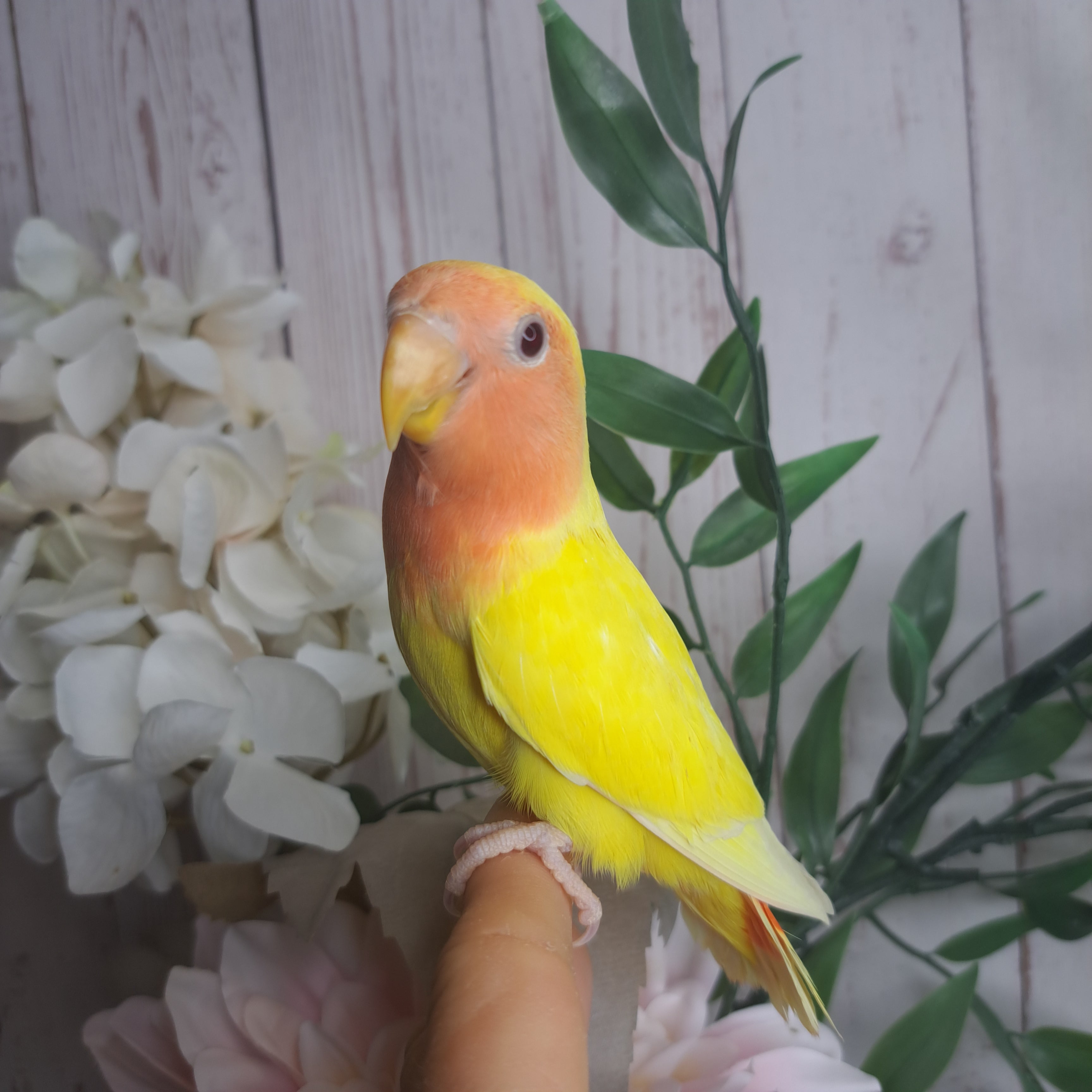 Lovebird- Ring ID: N1510