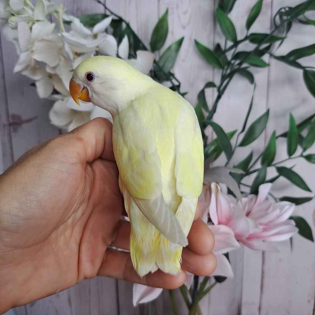 Lovebird- Ring ID: U1299