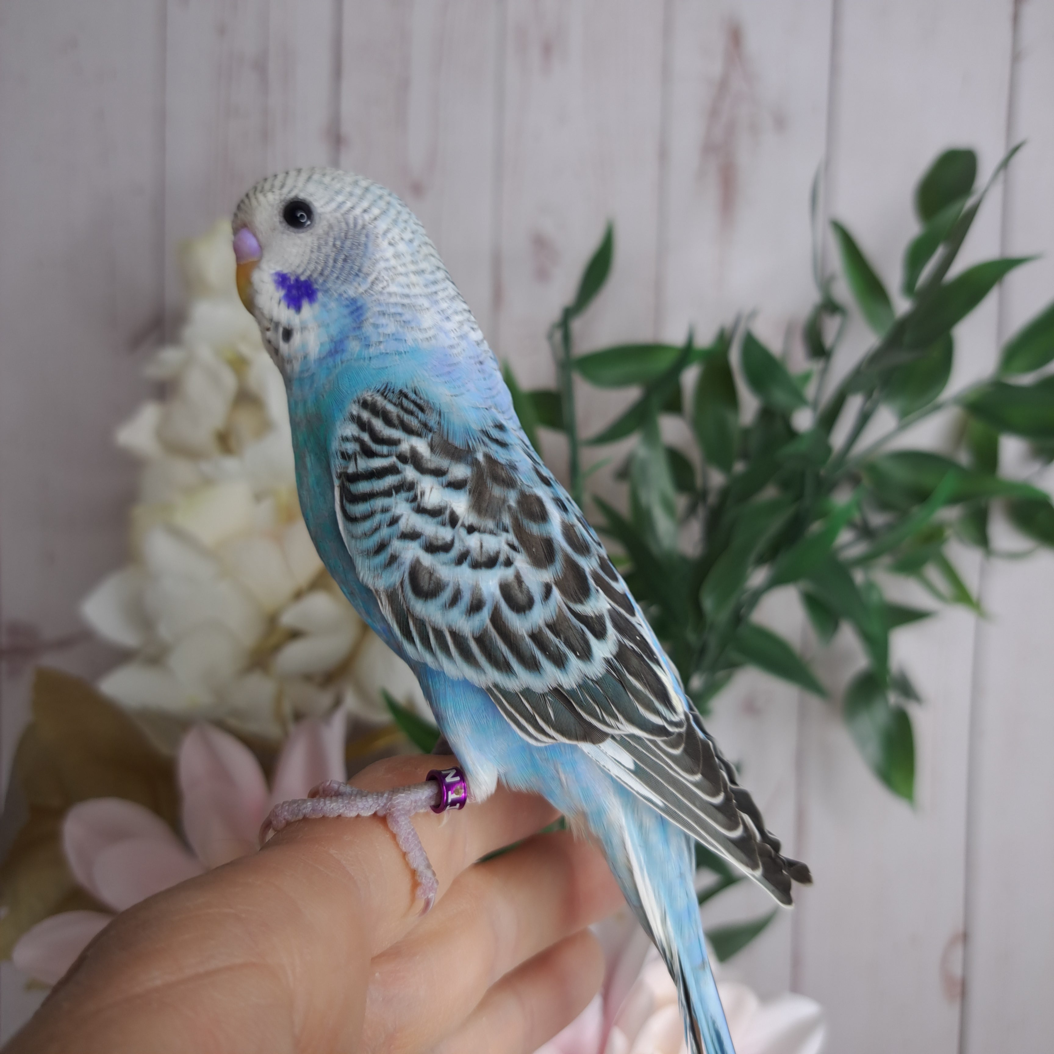 Budgie- Ring ID: N1142- DEPOSIT TAKEN