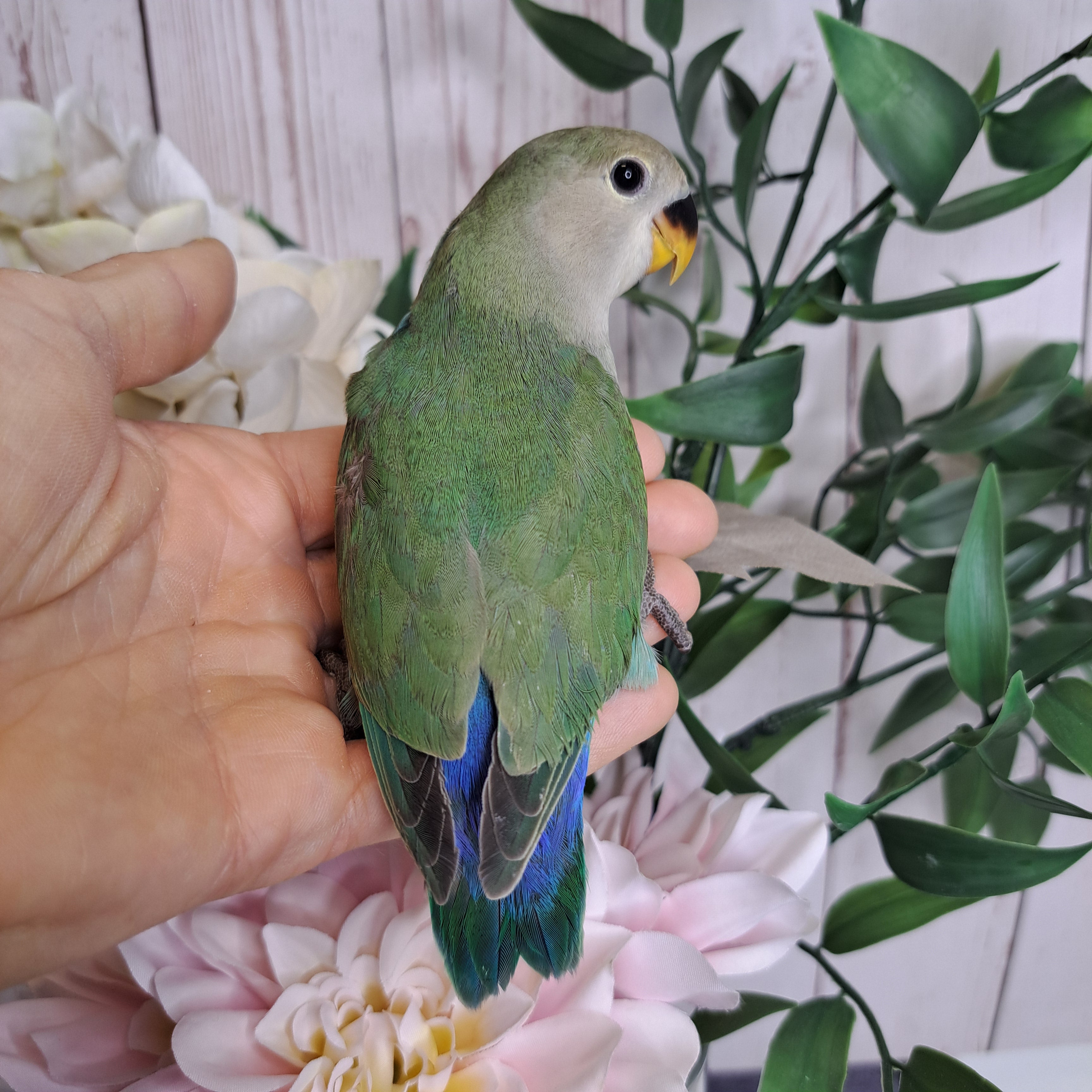 Lovebird- Ring ID: S9420