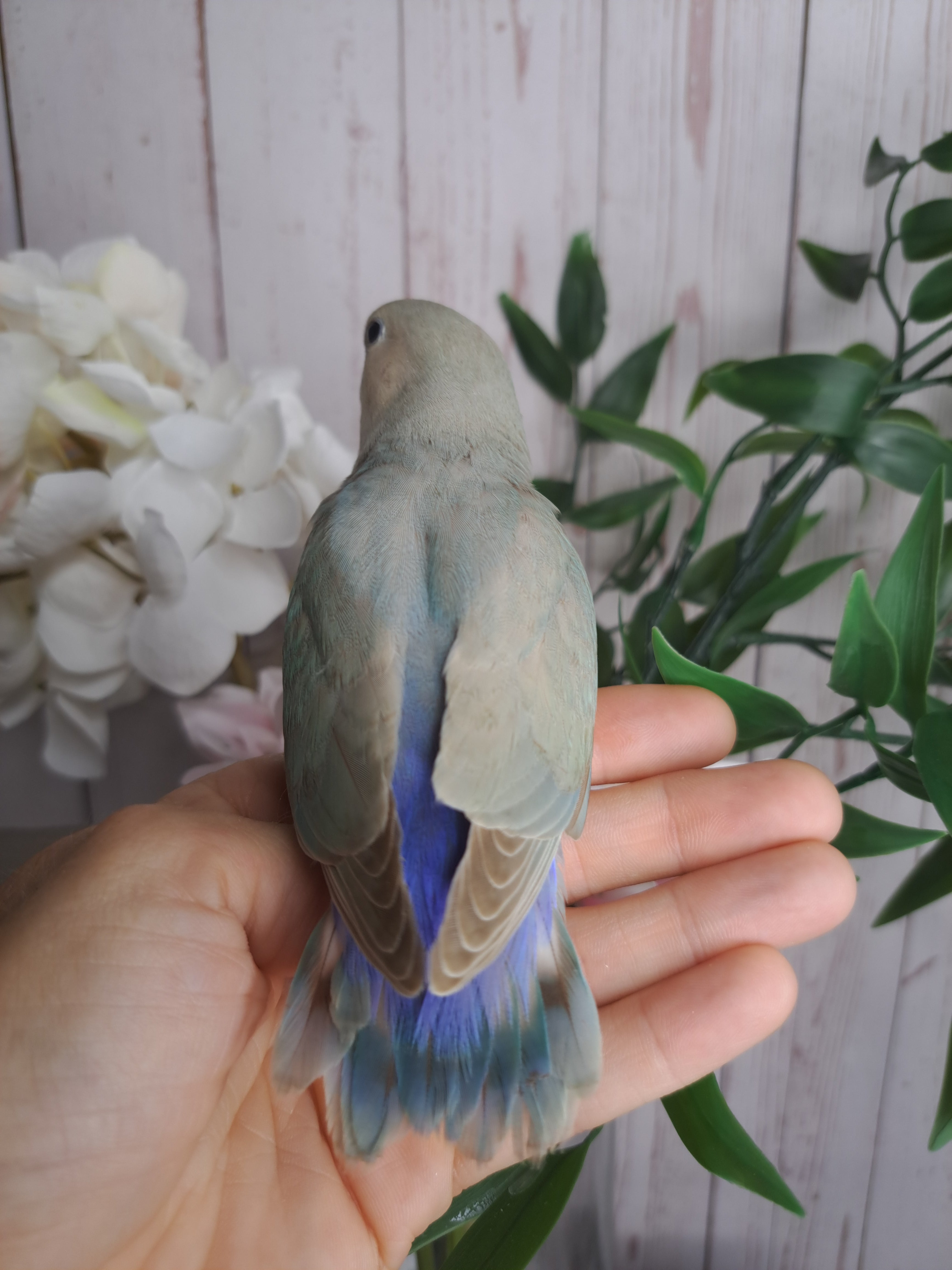 Lovebird- Ring ID: V1890