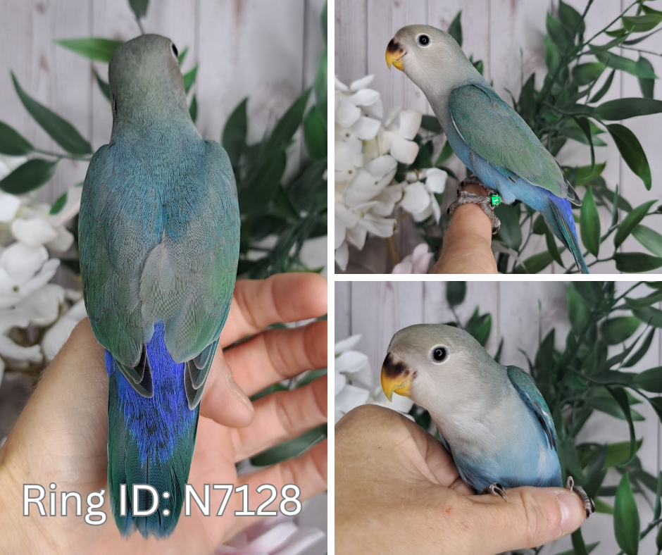 Lovebird- Ring ID: N7128