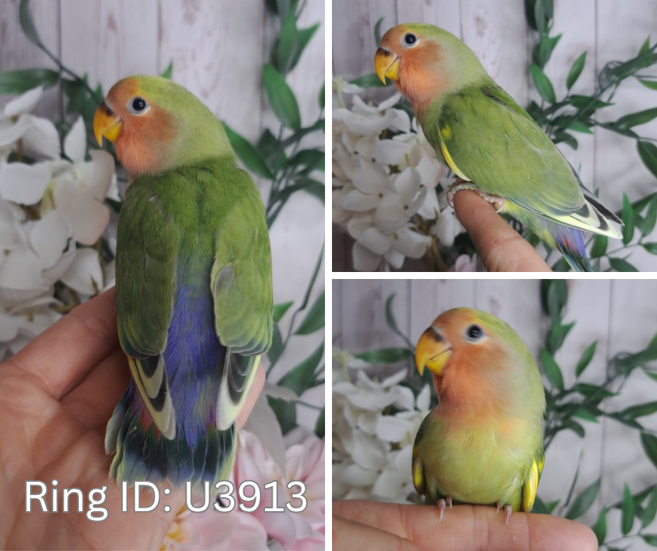 Lovebird- Ring ID: U3913