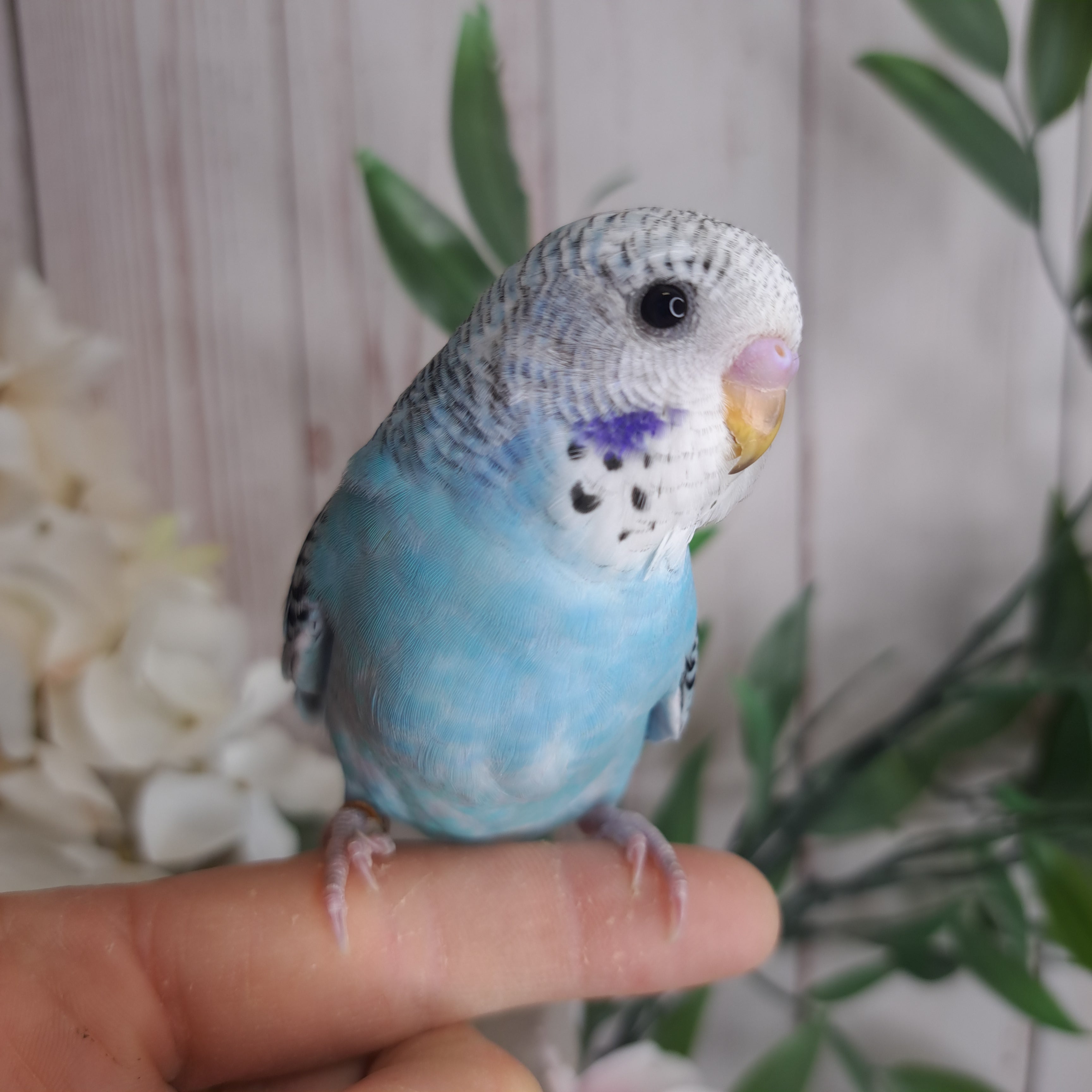 Budgie- Ring ID: Y7106