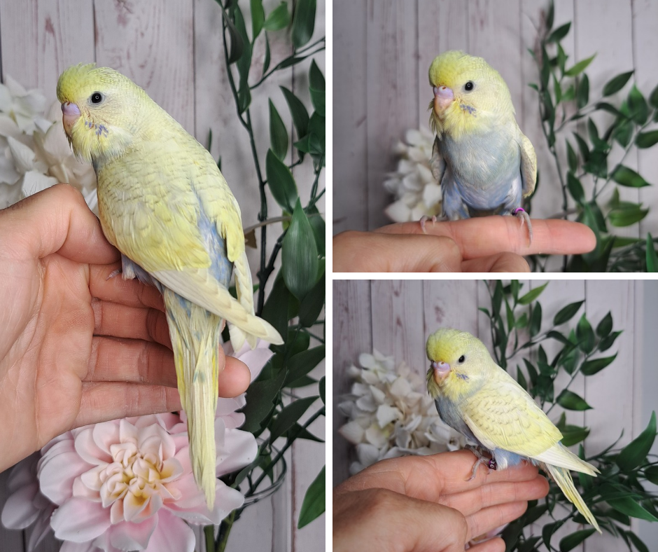 Budgie- Ring ID: D0530