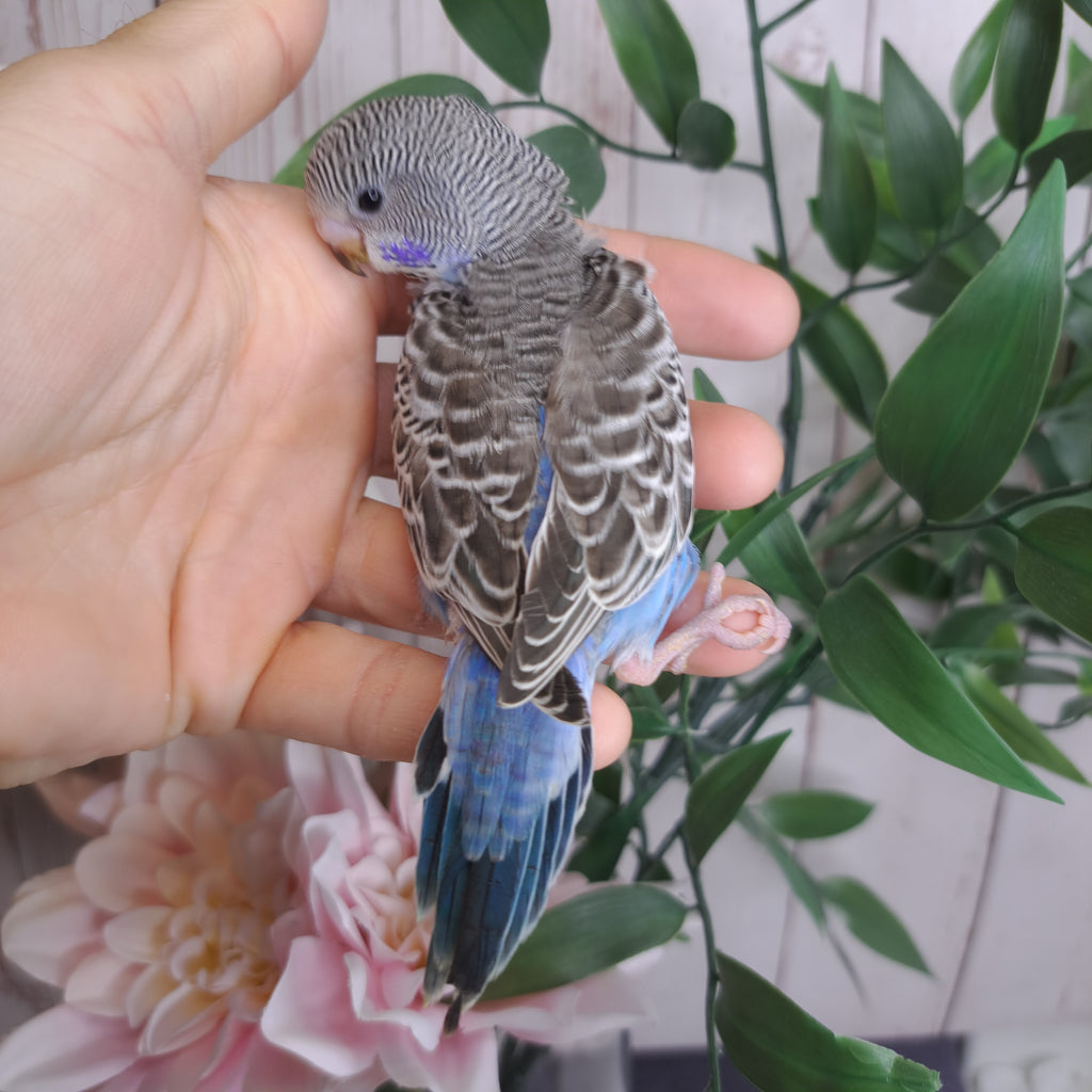 Budgie- Ring ID: P9919- DEPOSIT TAKEN