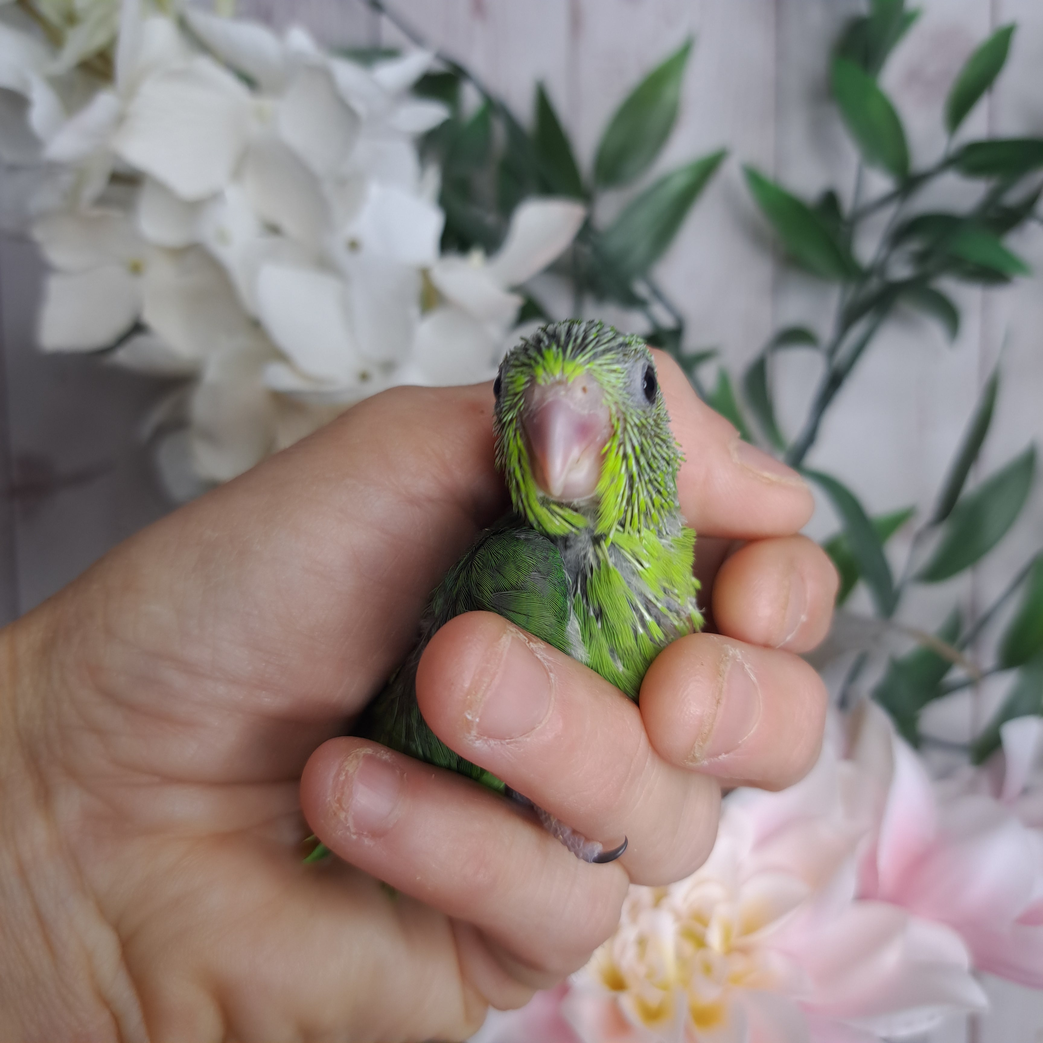 Parrotlet- Ring ID: N1544