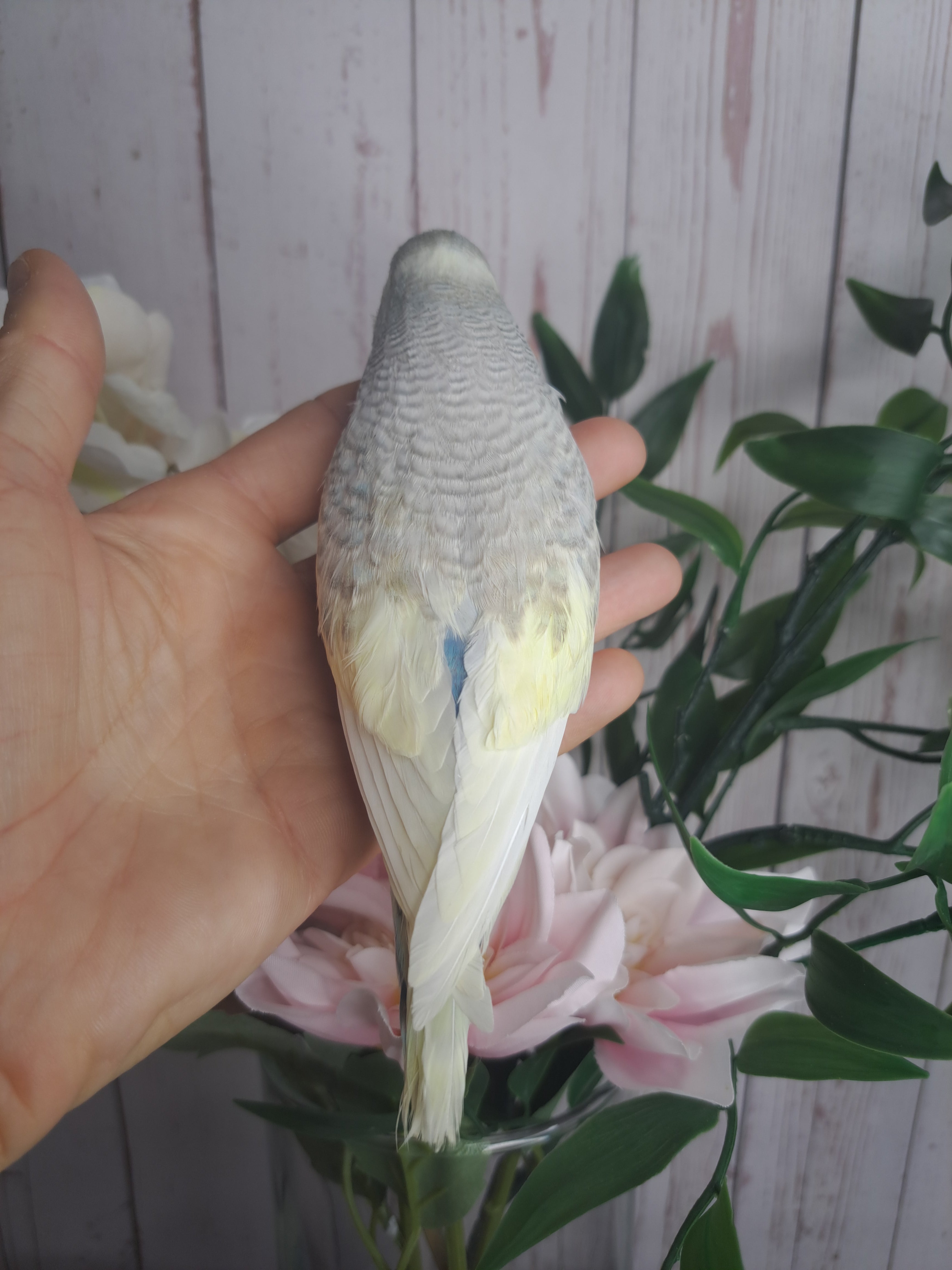 Budgie- Ring ID: U0680- DEPOSIT TAKEN