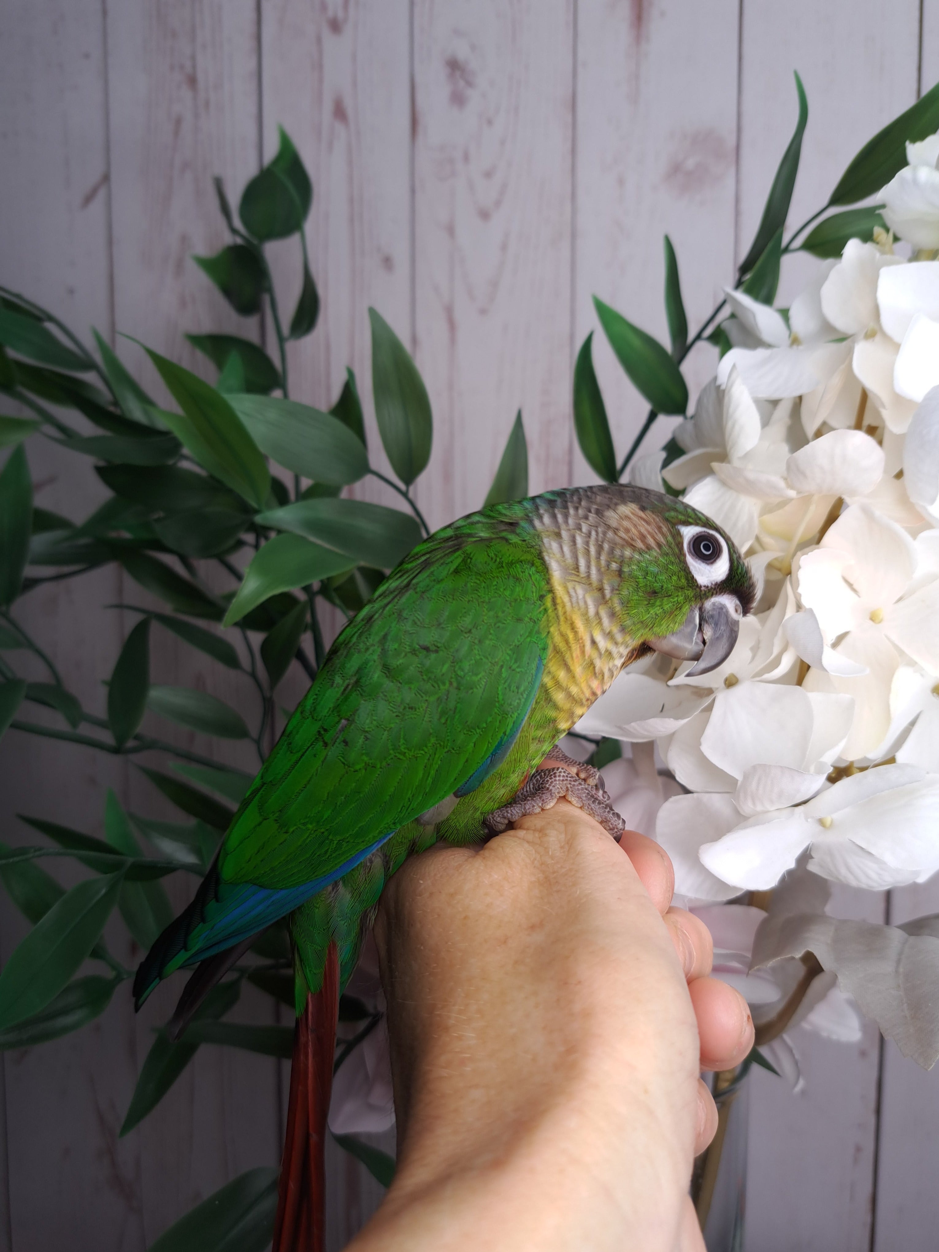 Green Cheek Conure- Ring ID: 337