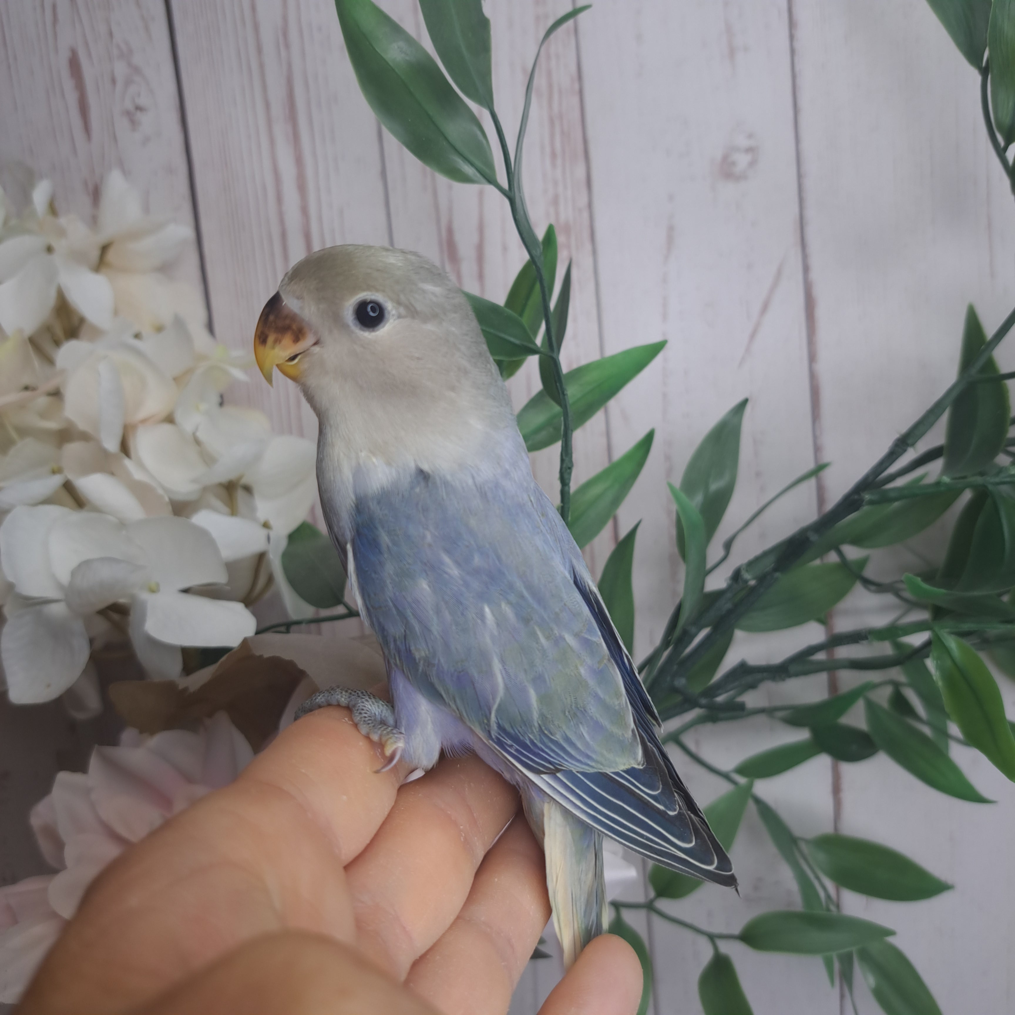 Lovebird- Ring ID: V1708