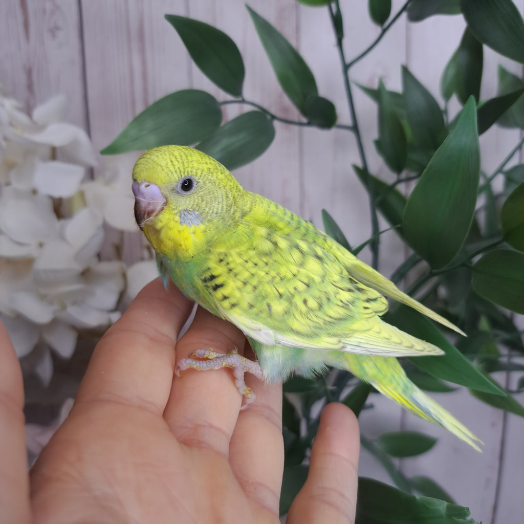 Budgie- Ring ID: X8943