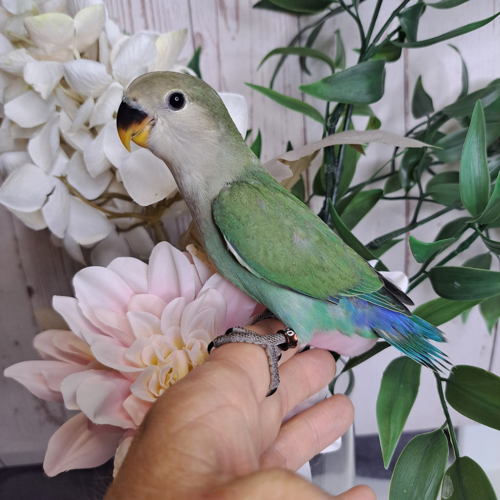 Lovebird- Ring ID: S9420