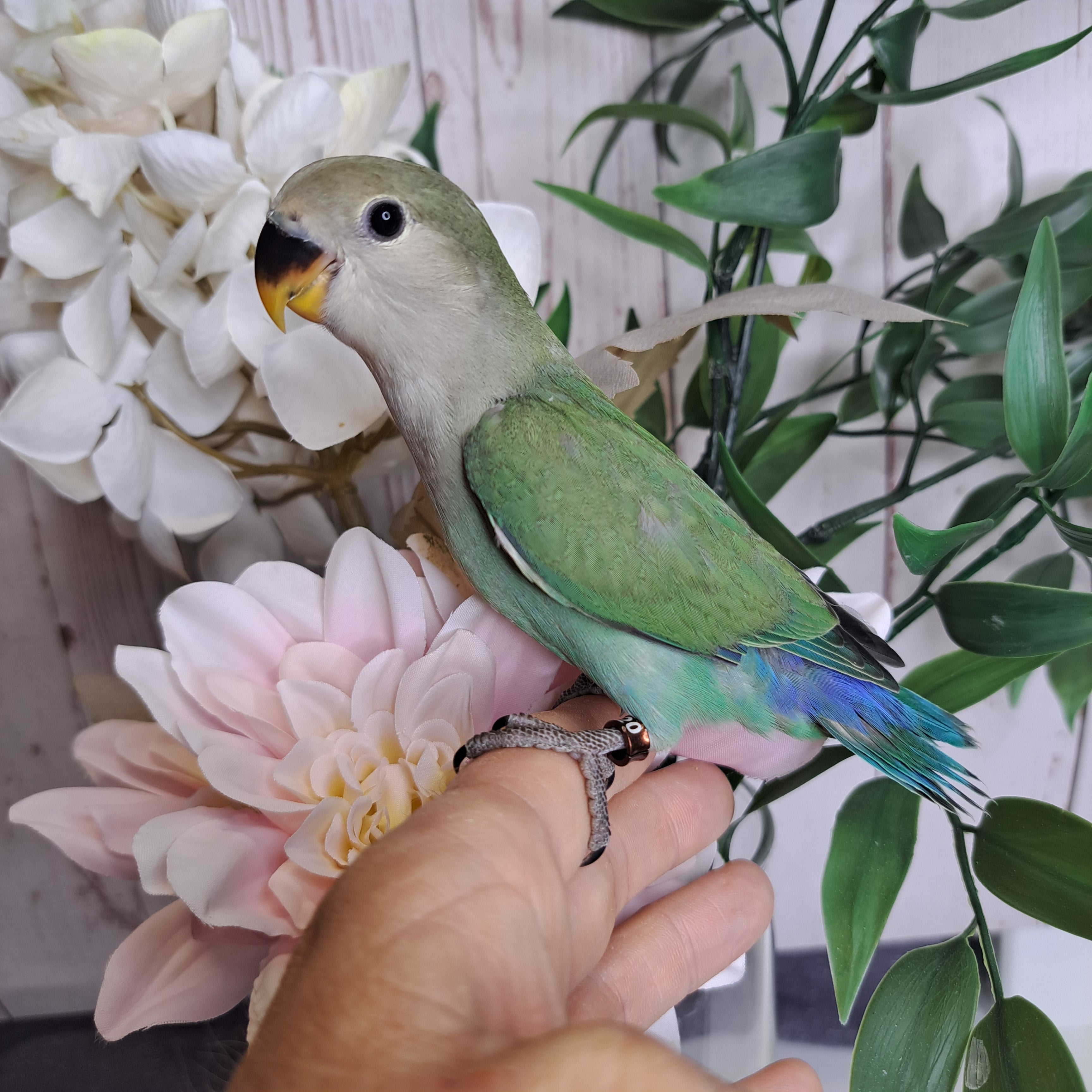 Lovebird- Ring ID: S9420