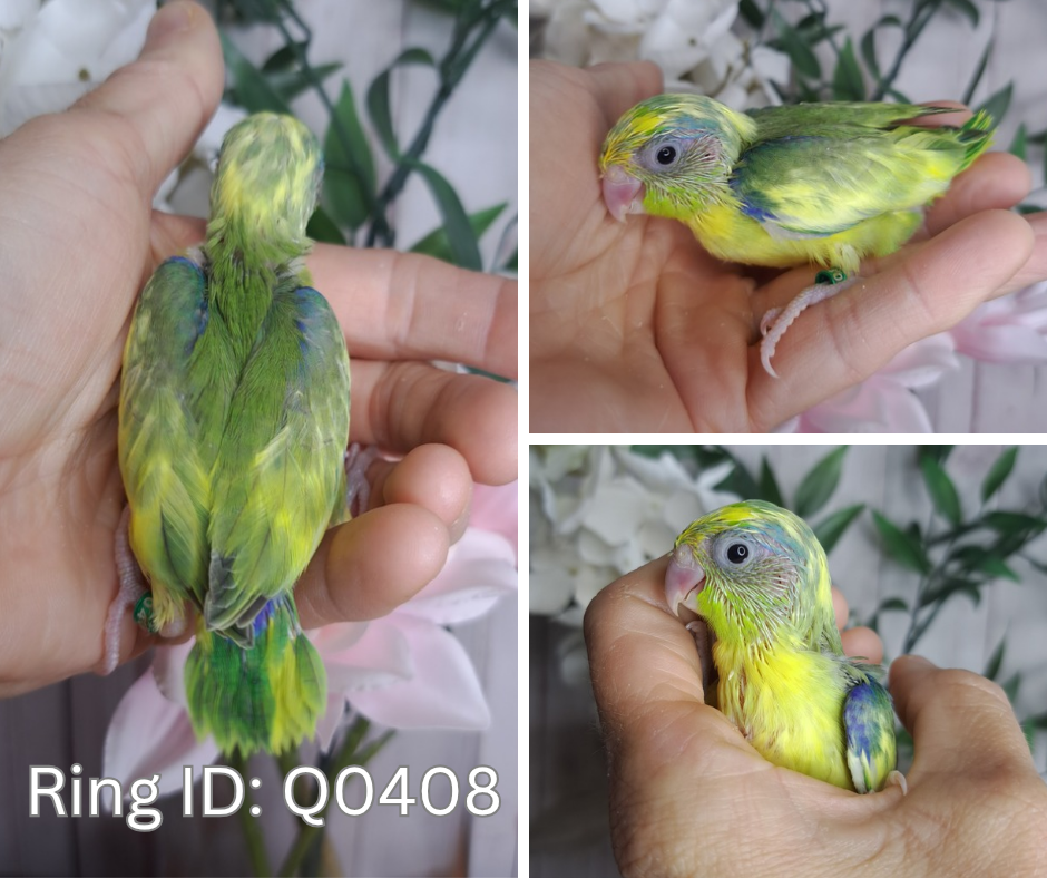 Parrotlet- Ring ID: Q0408