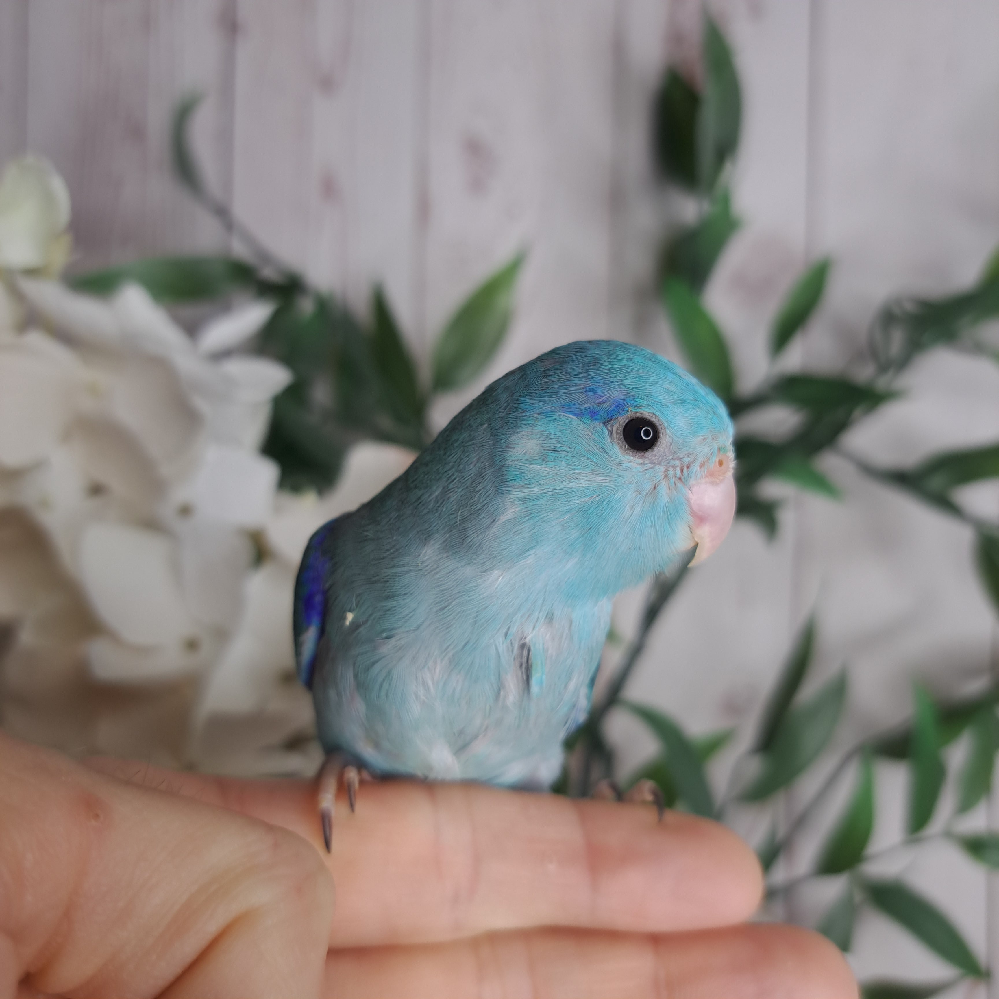Parrotlet- Ring ID: K1140