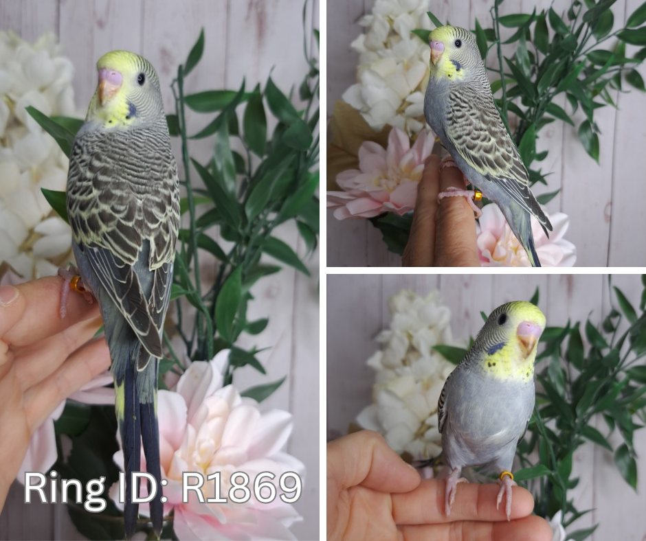 Budgie- Ring ID: R1869