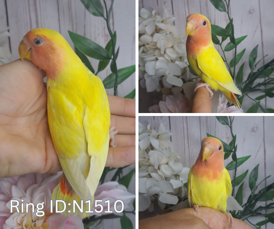 Lovebird- Ring ID: N1510