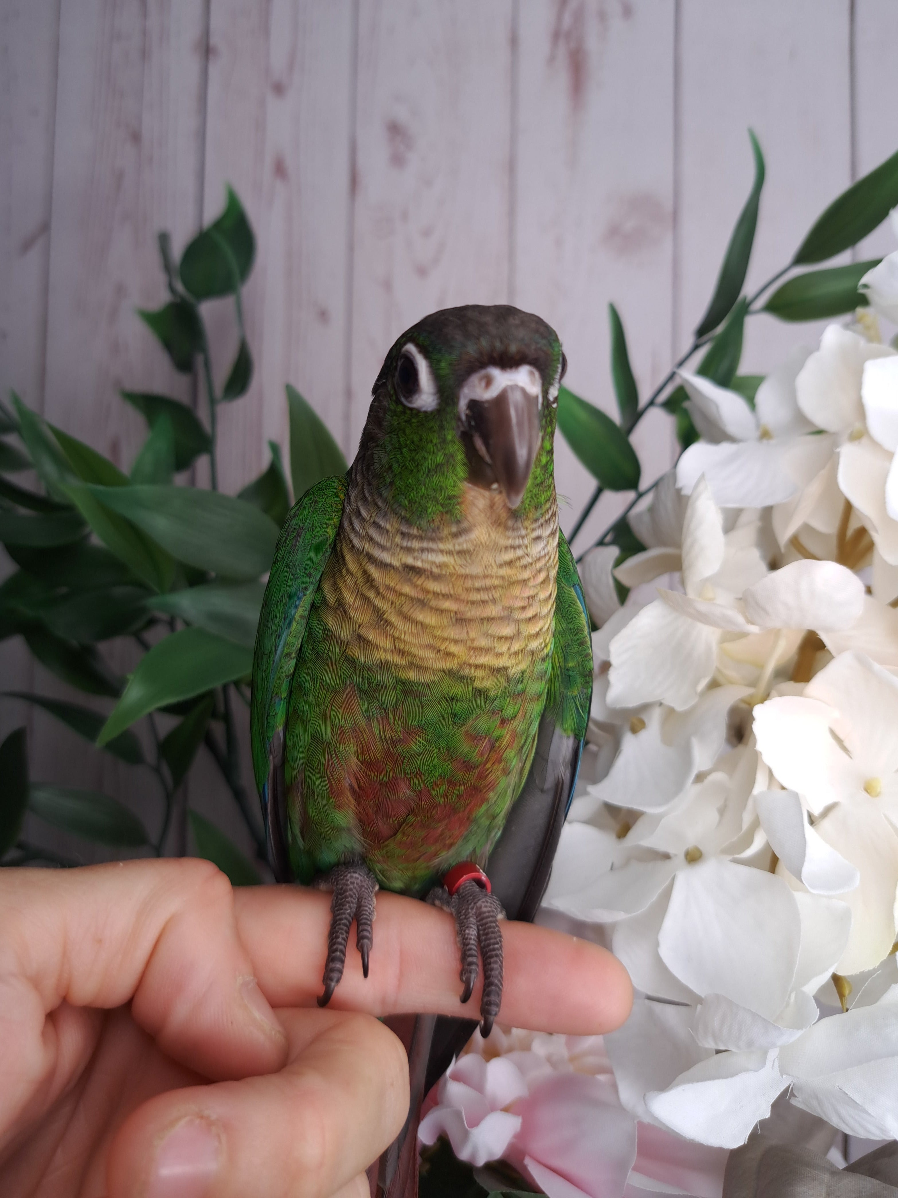 Green Cheek Conure- Ring ID: 291