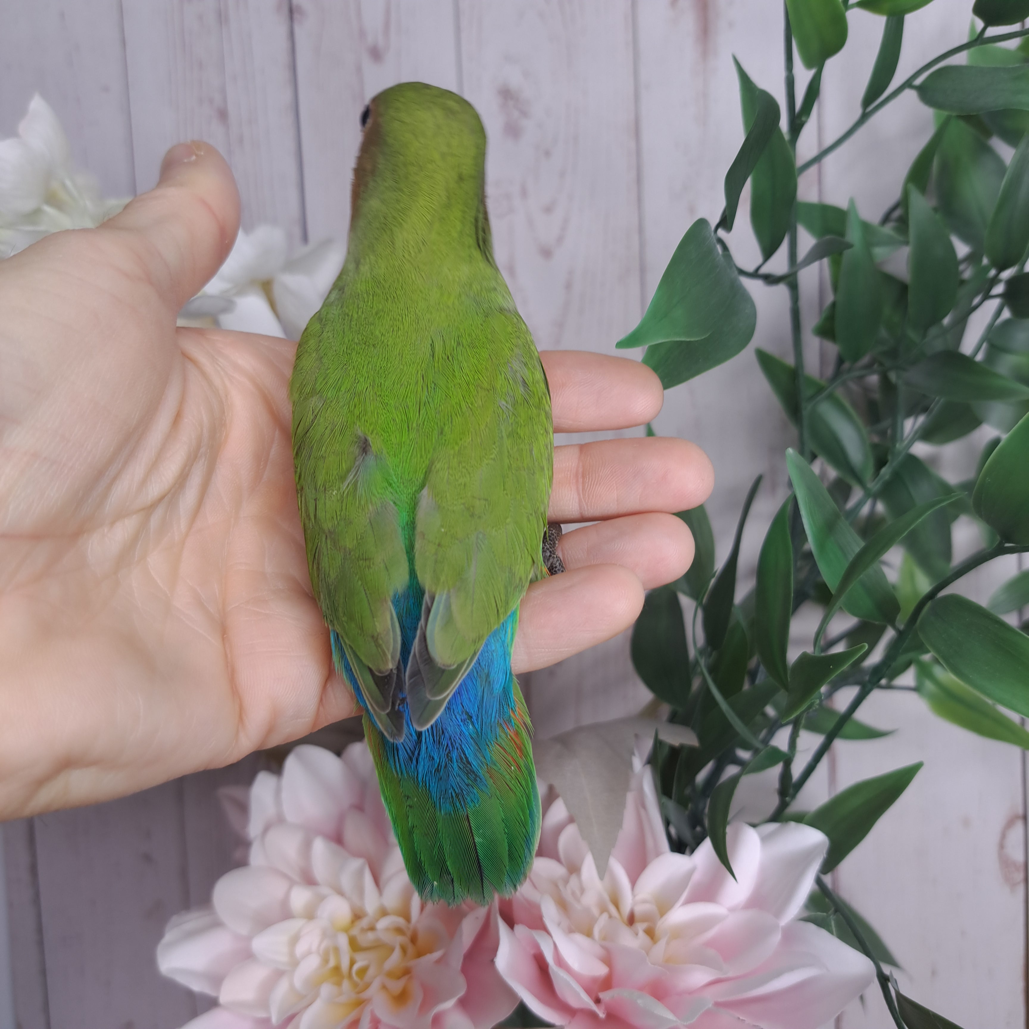 Lovebird- Ring ID: C383