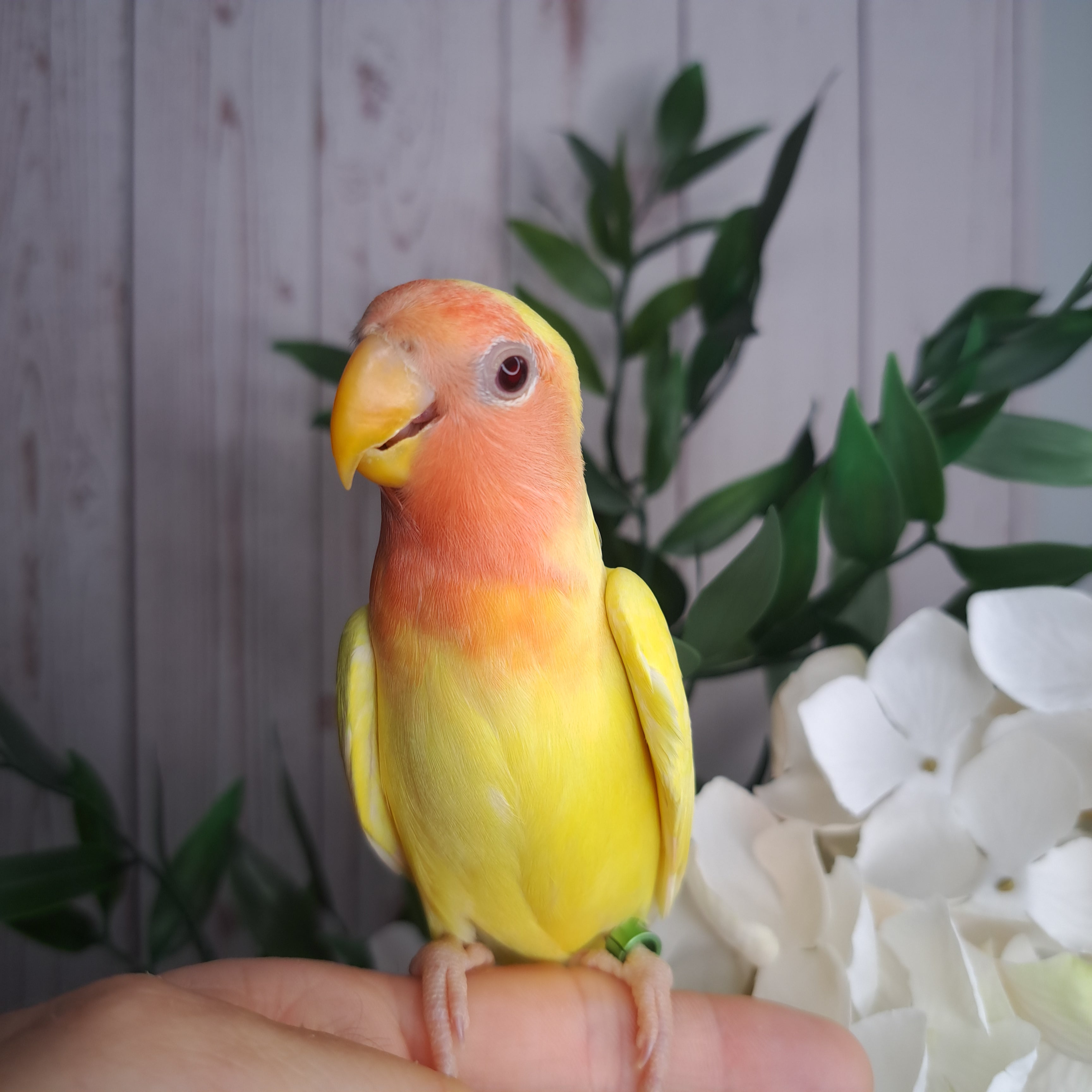 Lovebird- Ring ID: V8332- deposit made