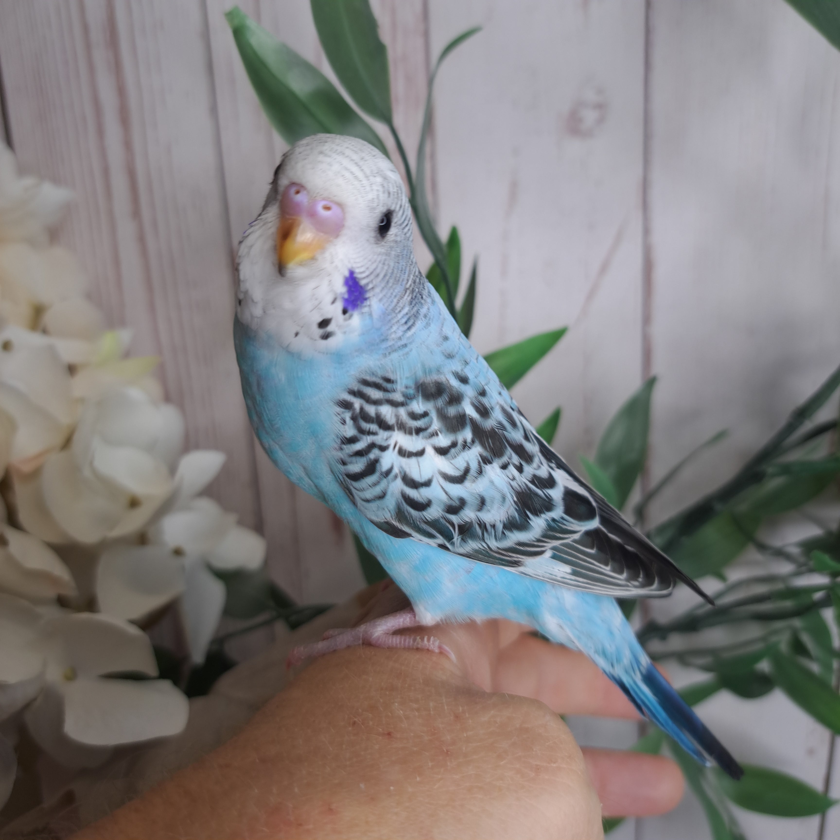 Budgie- Ring ID: Y7106