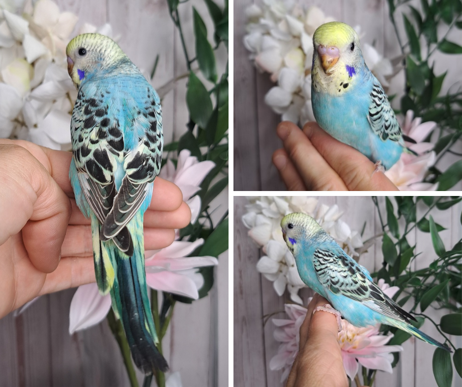 Budgie- Ring ID: J0928