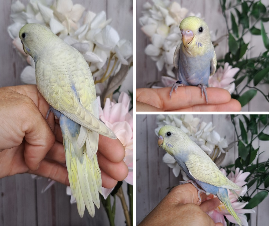 Budgie- Ring ID: P2371- Deposit made
