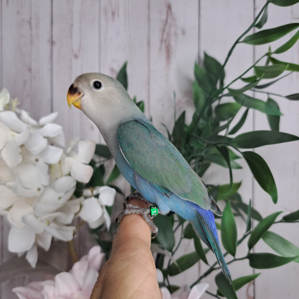 Lovebird- Ring ID: N7128
