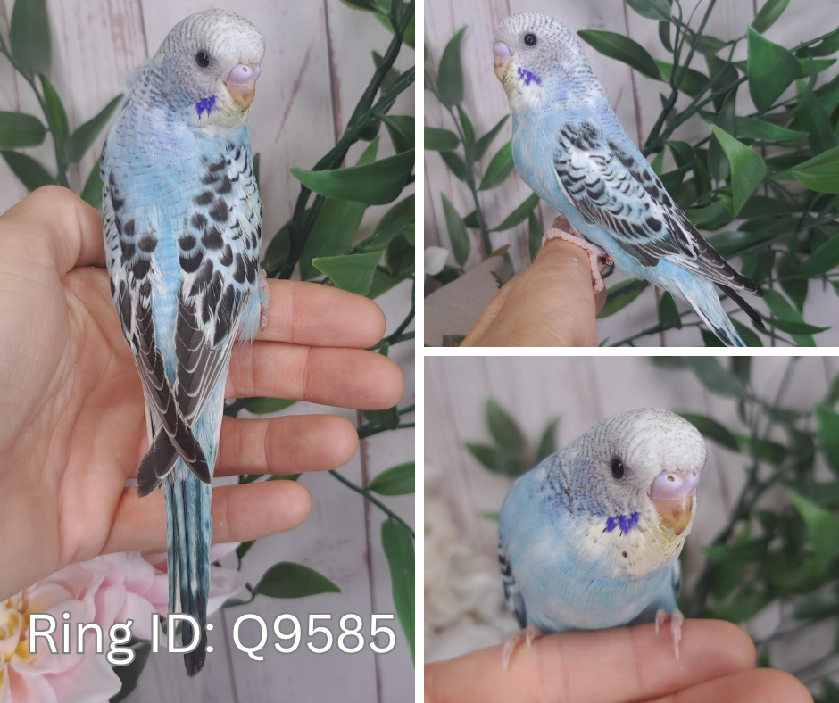 Budgie- Ring ID: Q9585- DEPOSIT TAKEN